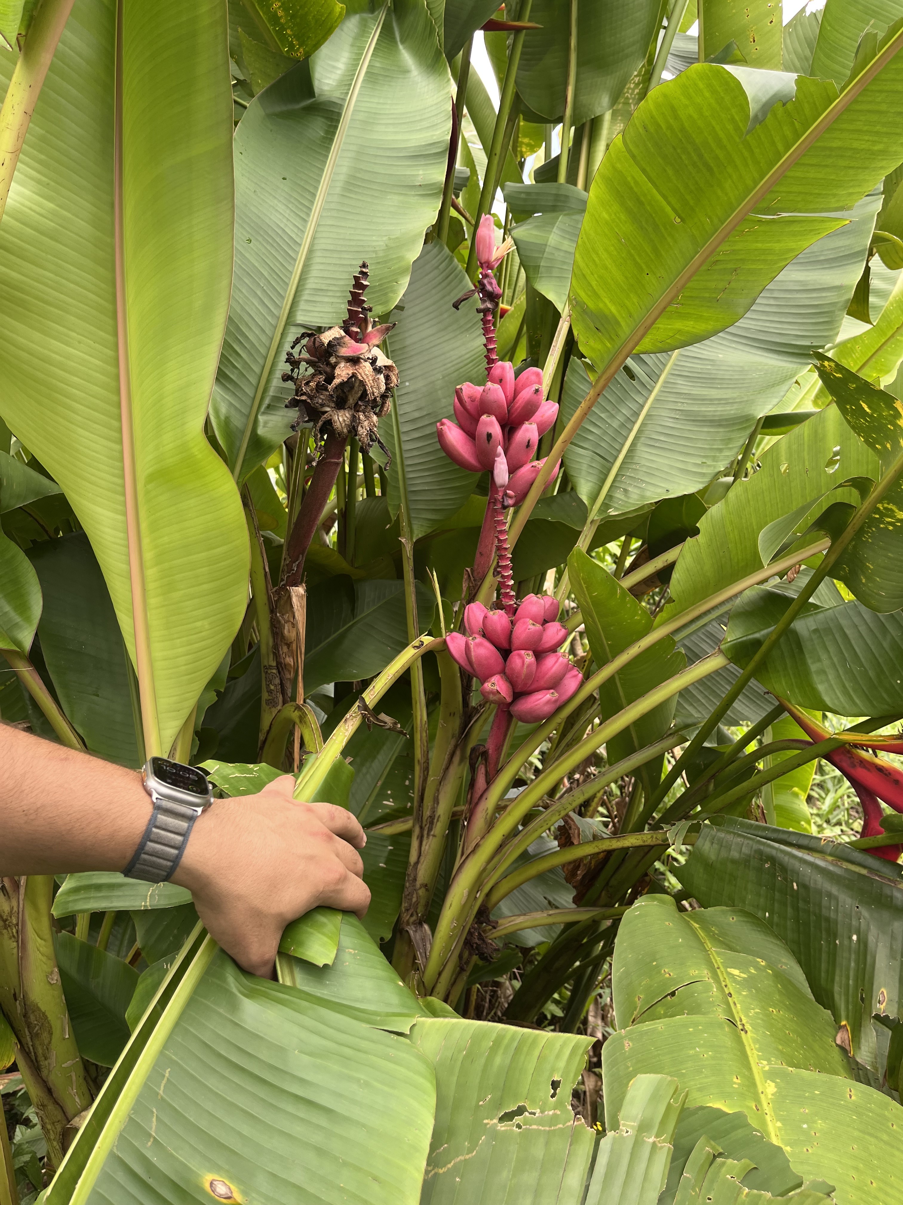 Photo 7 - pink banana.jpeg